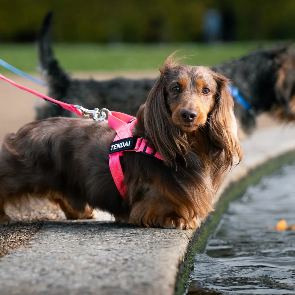 EasyFit No pull Personalized dog harness
