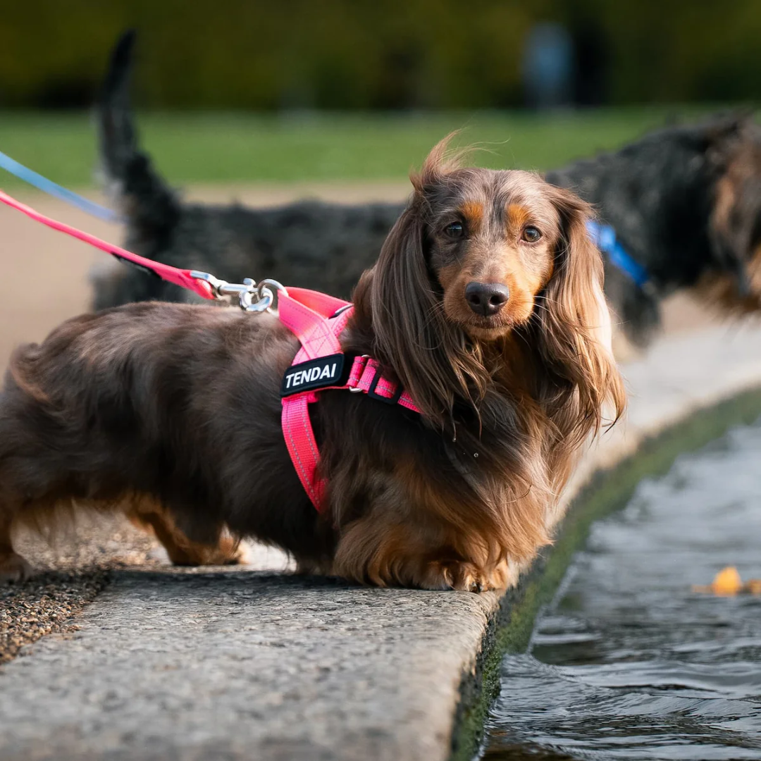 EasyFit No pull Personalized dog harness