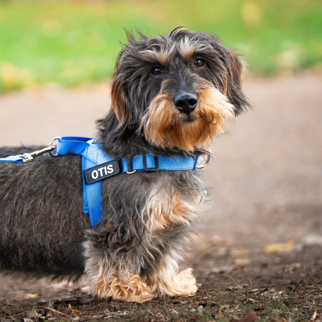 EasyFit No pull Personalized dog harness