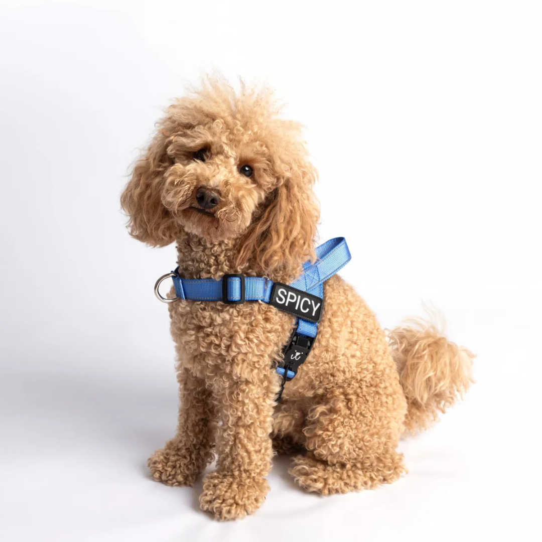 EasyFit No pull Personalized dog harness