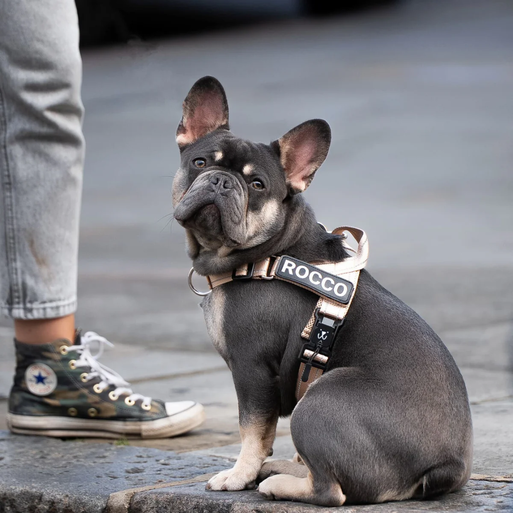 EasyFit No pull Personalized dog harness