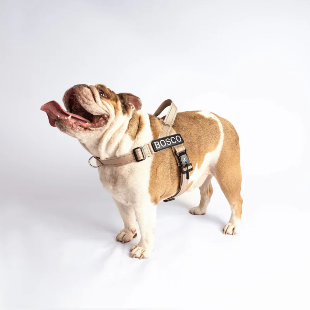 EasyFit No pull Personalized dog harness