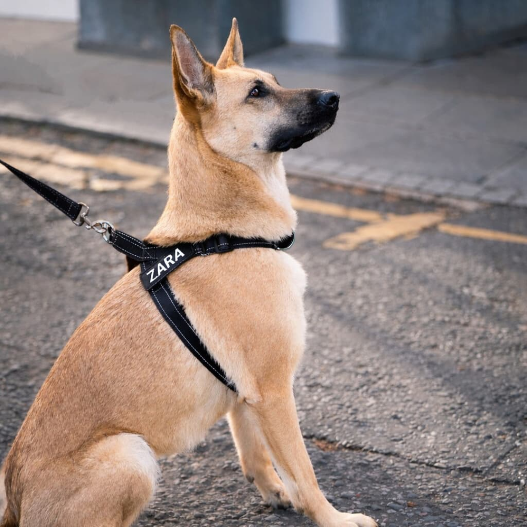EasyFit No pull Personalized dog harness