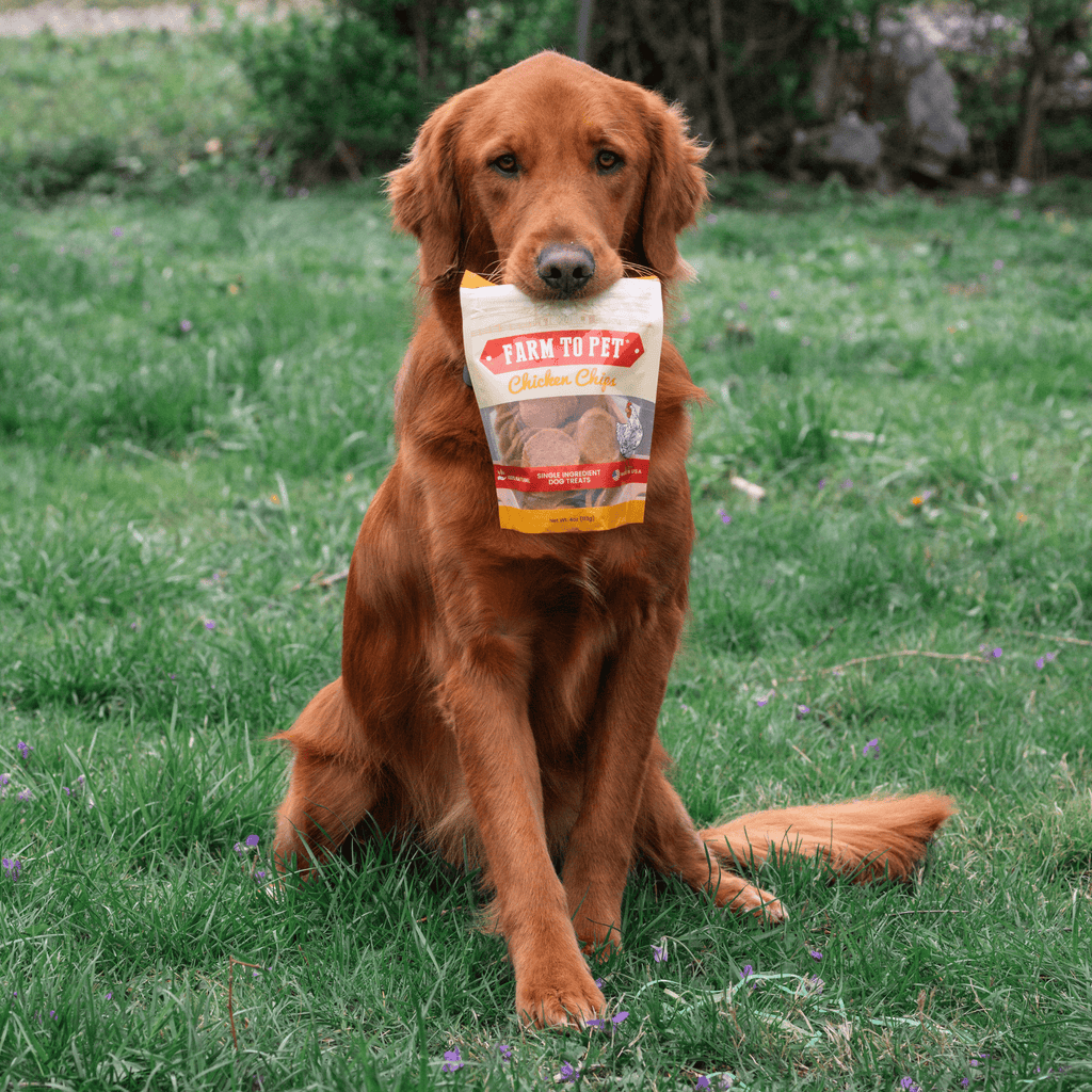Dog holding a 4oz bag of hormone-free chicken chip dog treats in its mouth.