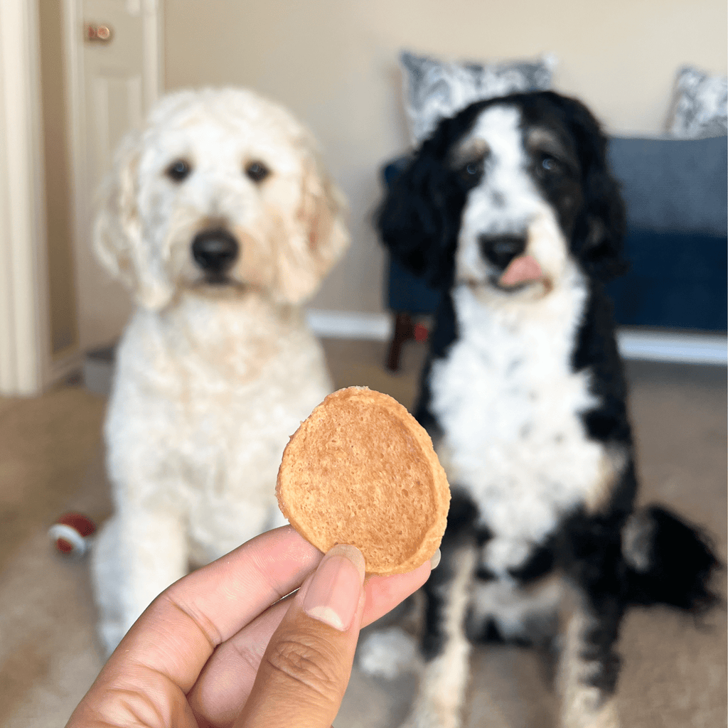 Two dogs with a 12oz bag of premium chicken chip dog treats.