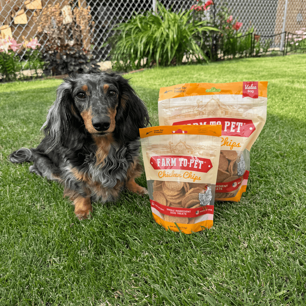 Dog sitting beside 4oz and 12oz bags of chicken chip dog treats.