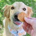 Golden retriever outside eating a chicken chip dog treat.