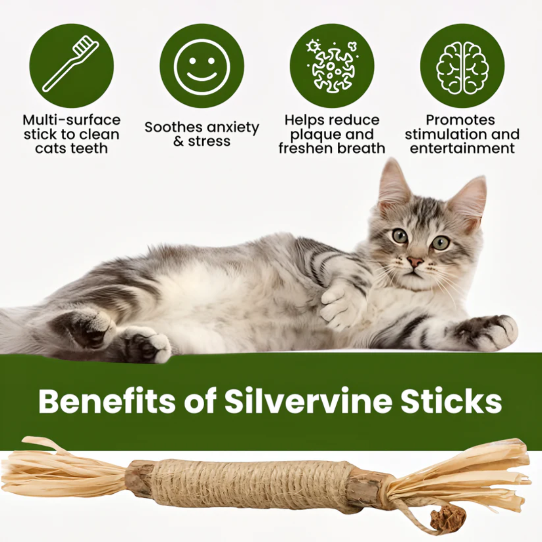 Natural Japanese Silver Vine Chewing Sticks