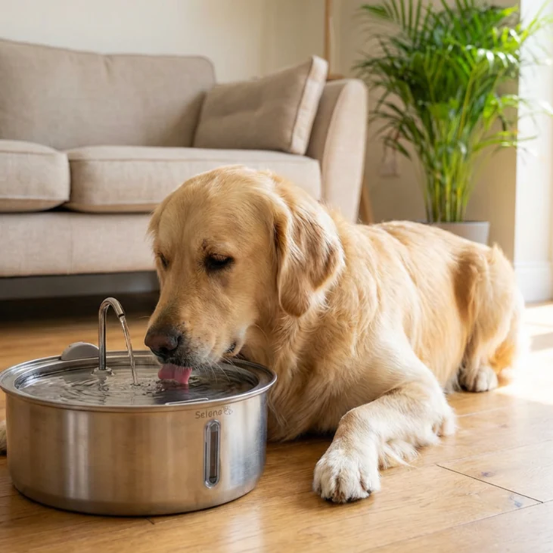 Pet Water Fountain