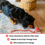 Petstone™ – Interactive Ball for Stimulation
