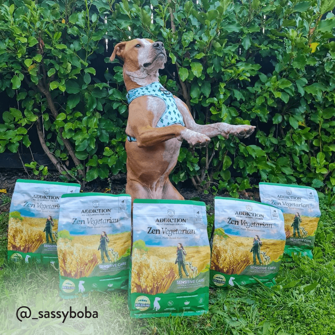 Potato-free Addiction Zen Vegetarian dog food with dried kelp and added taurine
