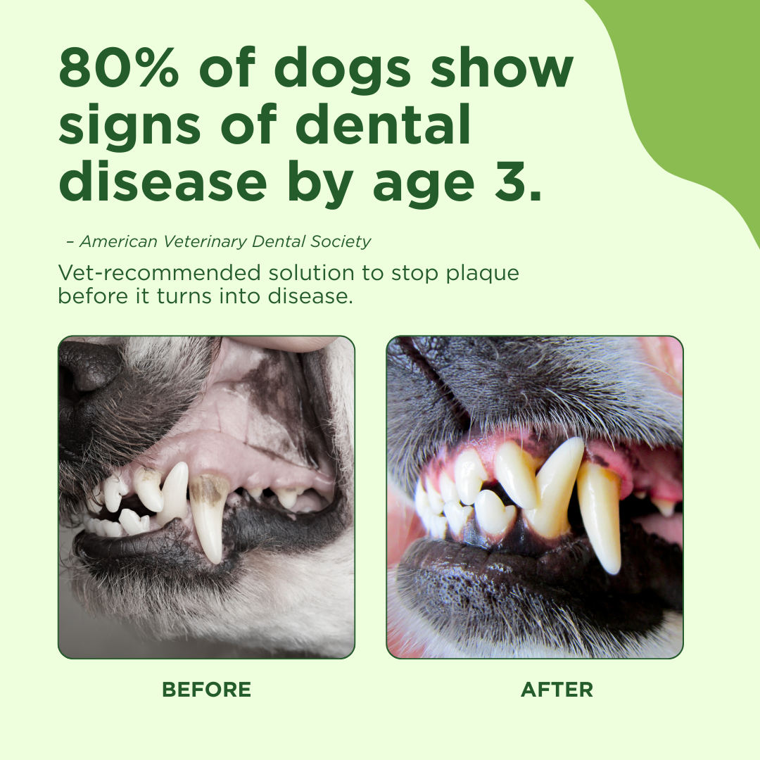 Adore Pet peppermint oral care spray that helps freshen a dog's breath with a quick spray