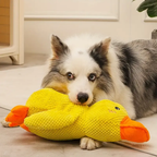 Border collie resting its head on a yellow plush calming duck dog toy