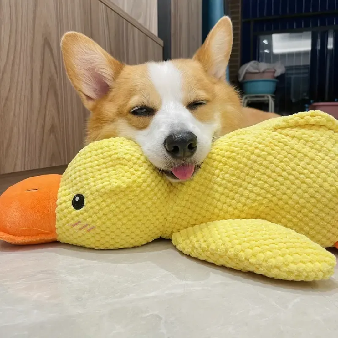 Corgi resting its head on a bright yellow calming duck dog toy on a tiled floor