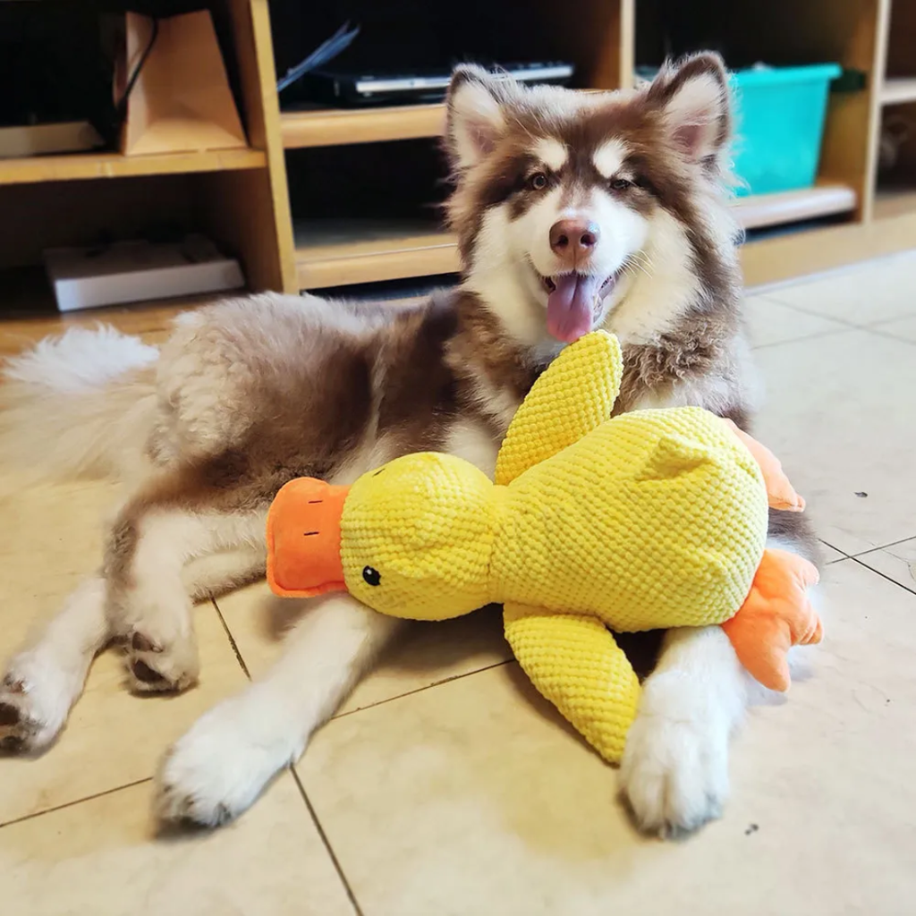 Fluffy brown and white dog lying with a yellow calming duck dog toy between its paws