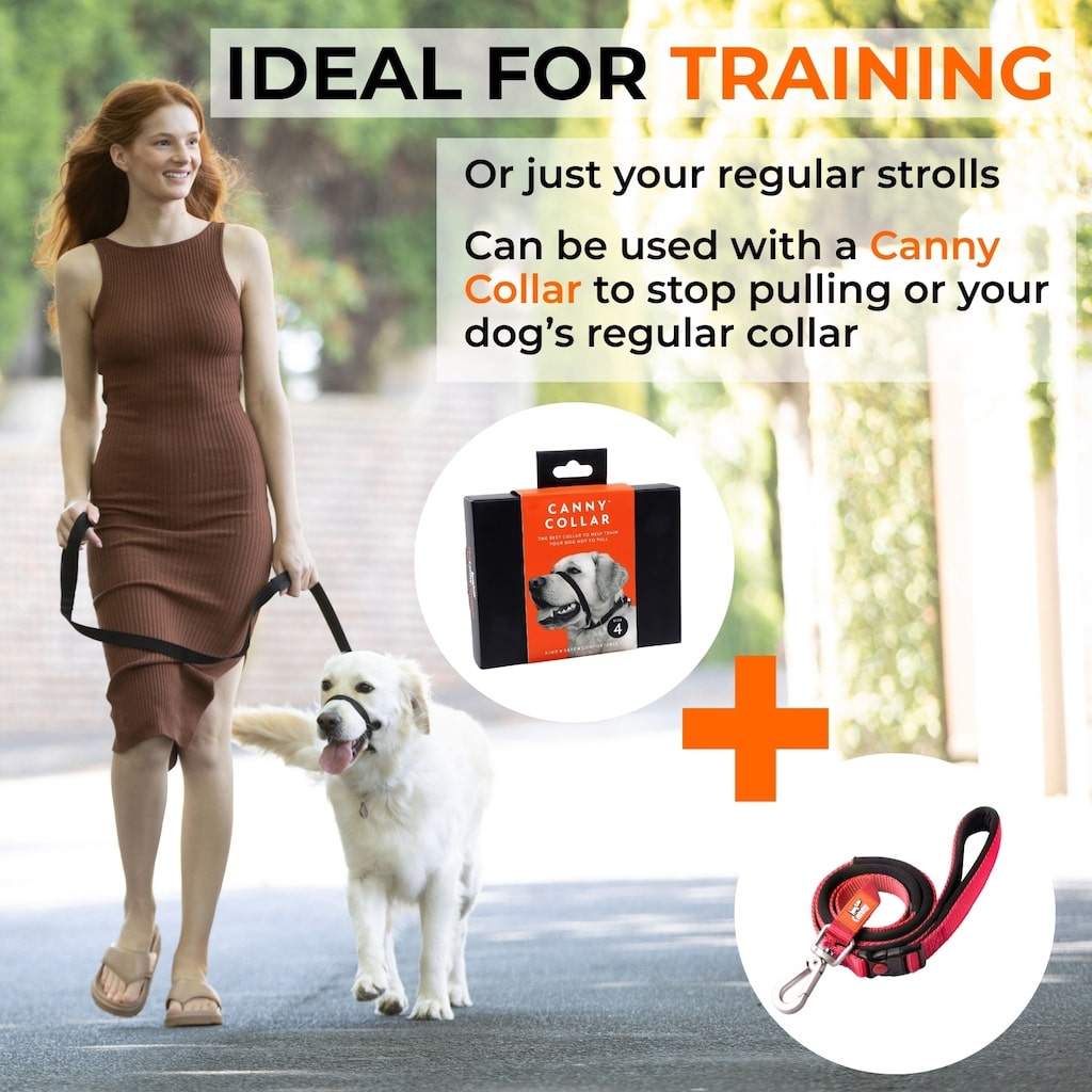 Woman walking a retriever on a Canny Connect anti-escape leash with a Canny head collar