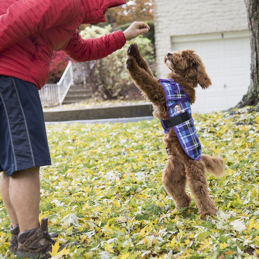 Lifestyle photo of the Derby Originals Ruff Pup waterproof dog coat for cold, wet weather
