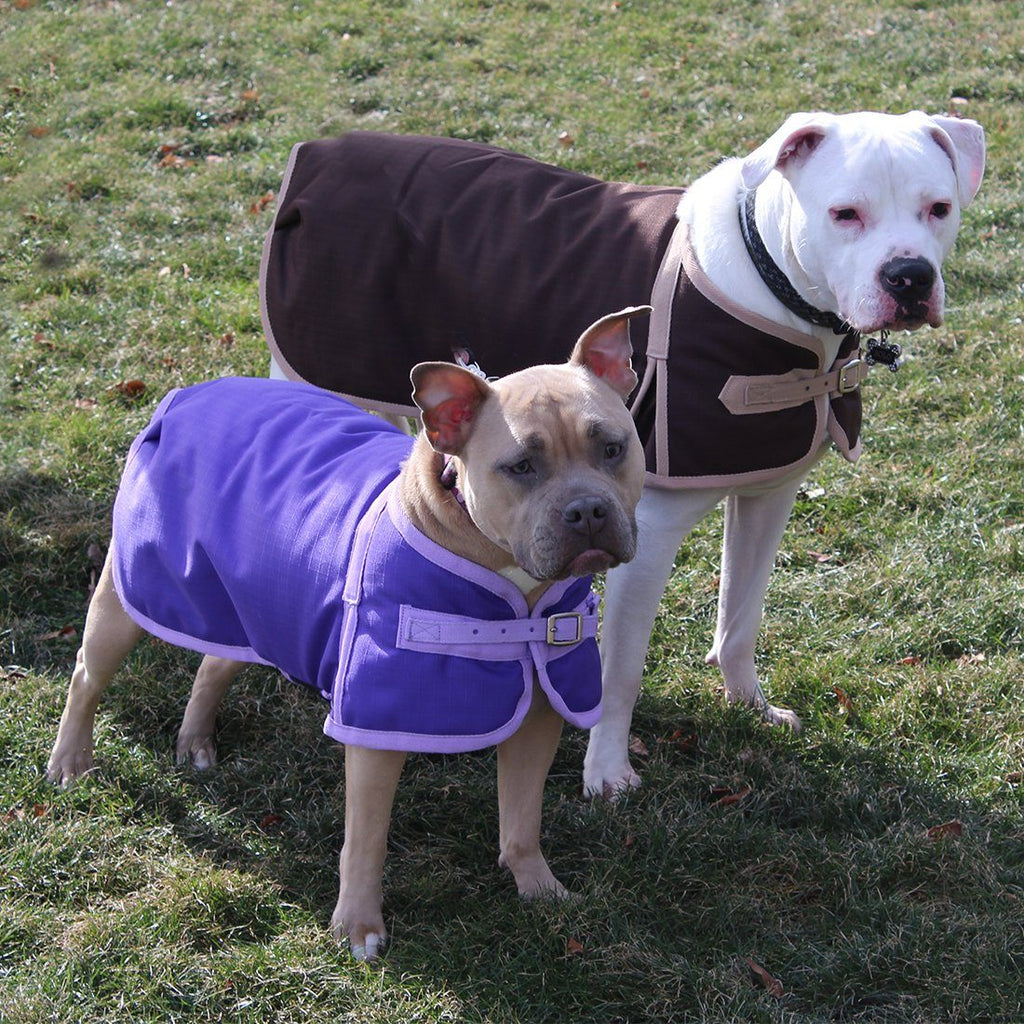 Second lifestyle photo of the Derby Originals Ruff Pup 150g insulated coat for winter walks
