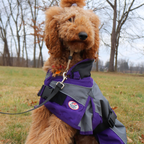 Derby Originals Ruff Pup neck-cover dog coat in a park lifestyle photo, waterproof and breathable