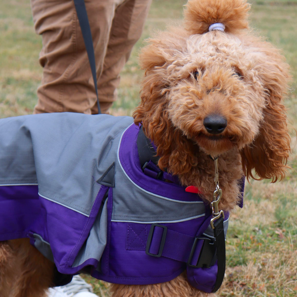 Park lifestyle photo of the Derby Originals Ruff Pup 1200D dog coat with neck cover