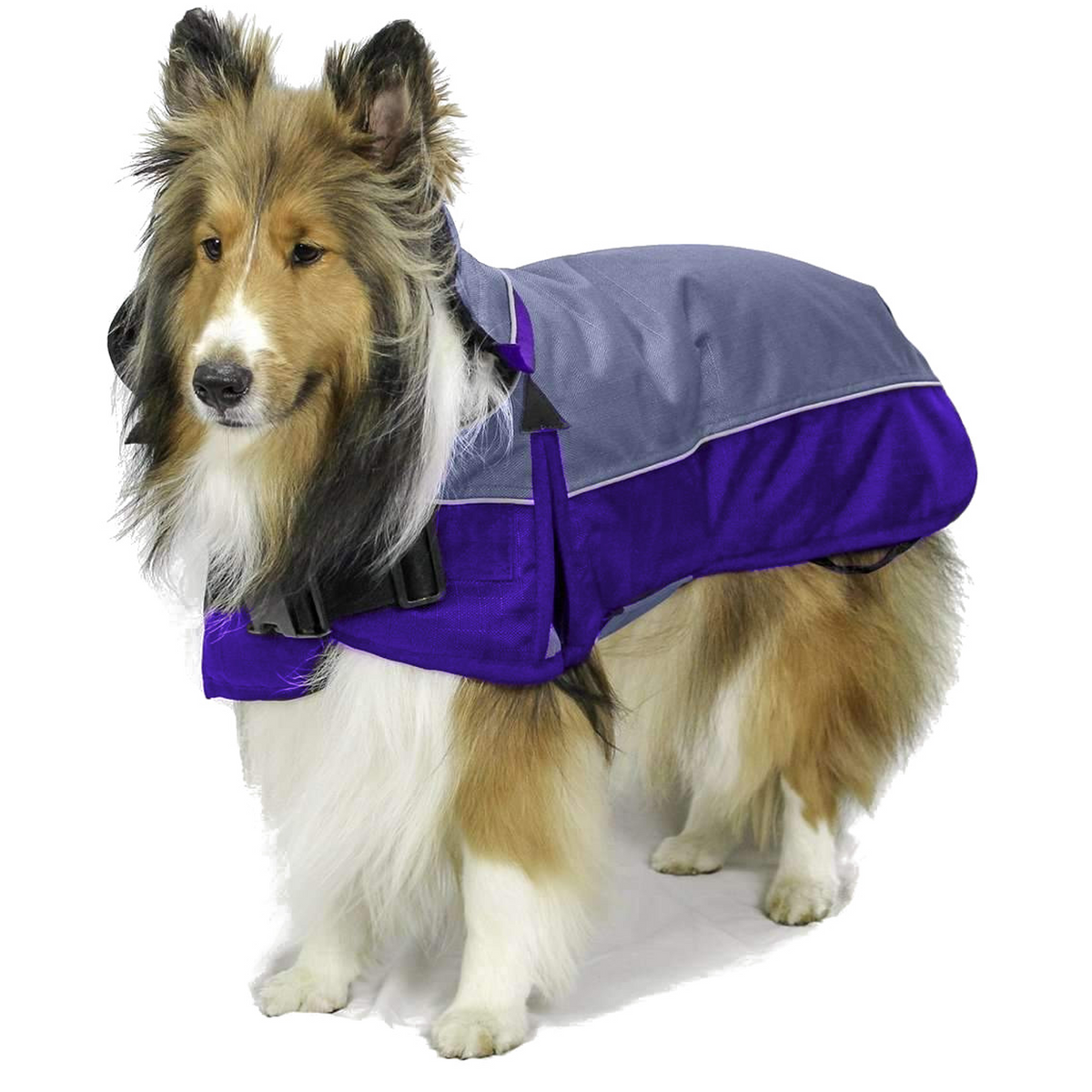 Charcoal and purple Derby Originals Ruff Pup 1200D winter dog coat with a neck cover