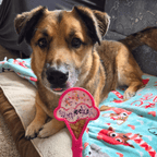 Curious dog eyeing the Pink Ice Cream lick stick, a 4-inch-wide SodaPup hand-held lick mat