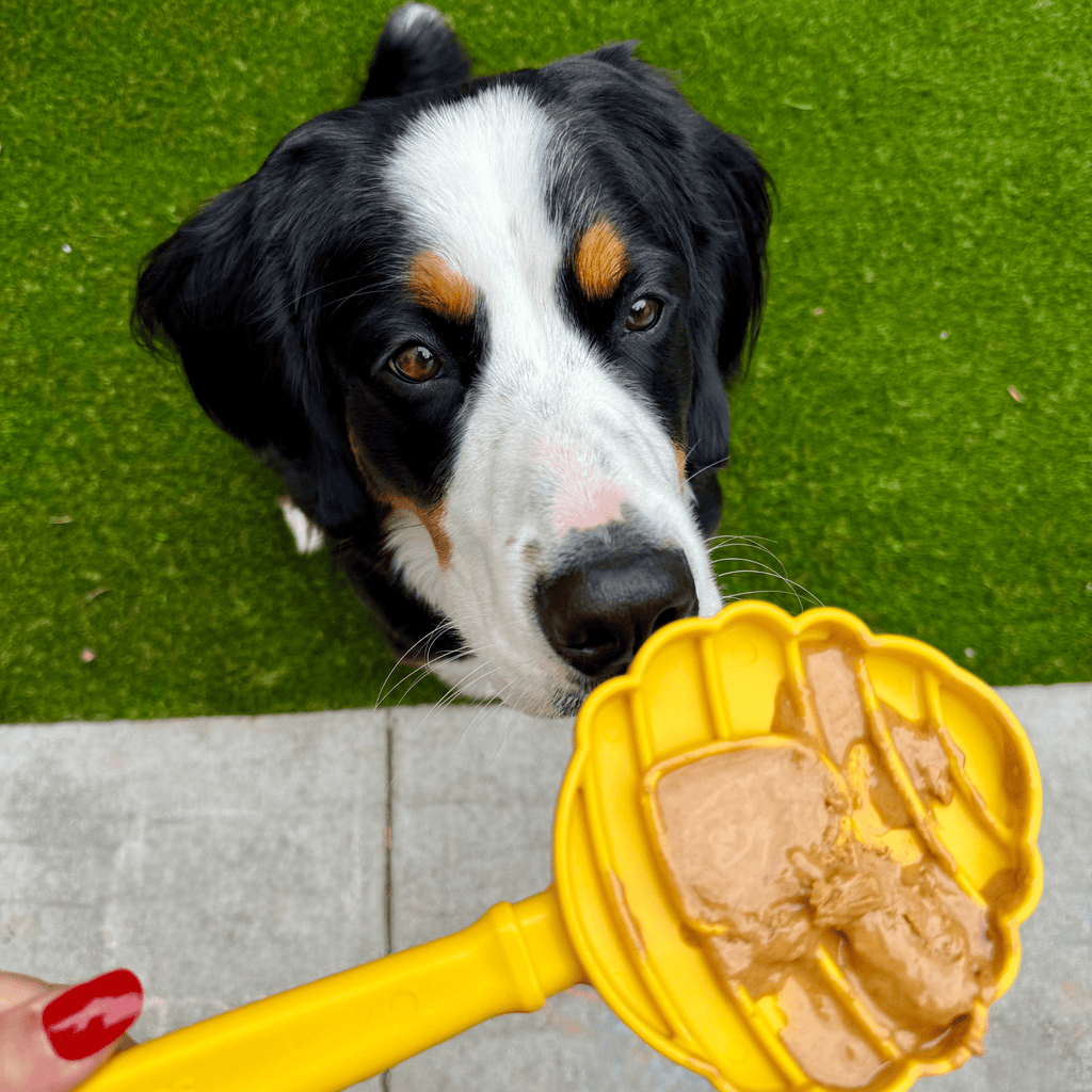 Dog licking the Yellow Beehive SodaPup lick stick from Farm to Pet, a hand-held training tool
