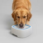 Dog water bowl with a floating plate that comes apart for quick cleaning
