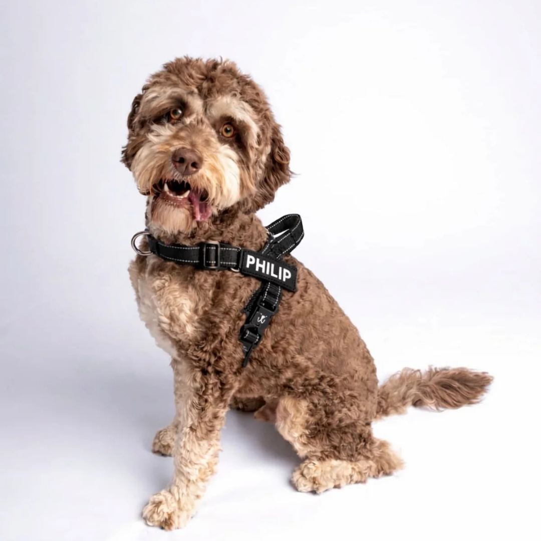 Padded no-pull dog harness with an adjustable fit