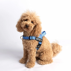 Personalized dog harness with a custom-embroidered name