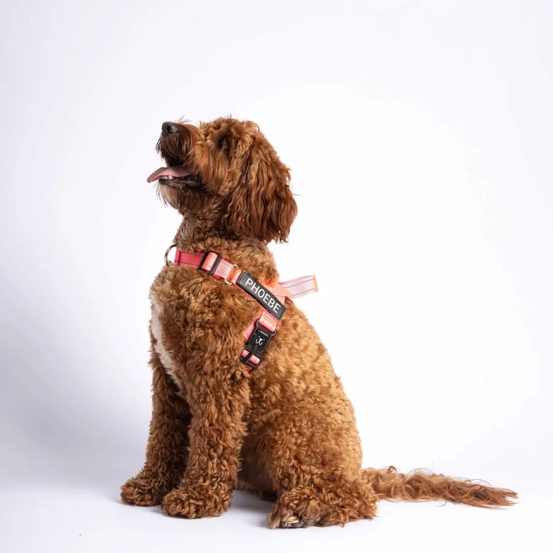 Custom no-pull dog harness, available in several colors