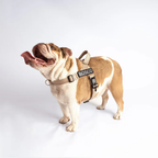 No-pull dog harness with padded, adjustable straps