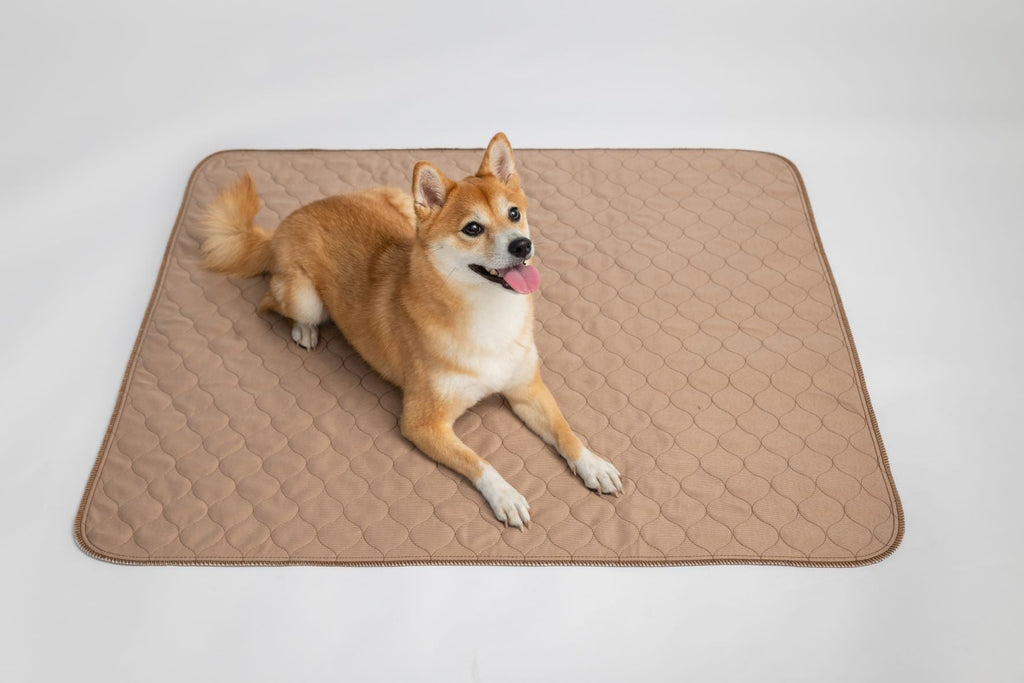 Dog on an EZwhelp brown laminated waterproof pad, sold in 13 sizes as singles or multi-packs