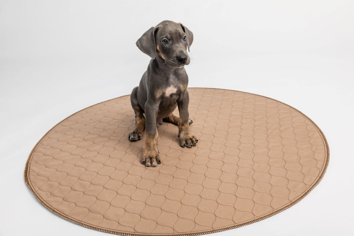Dog on a round EZwhelp brown laminated pad with a coffee-colored, stain-resistant top