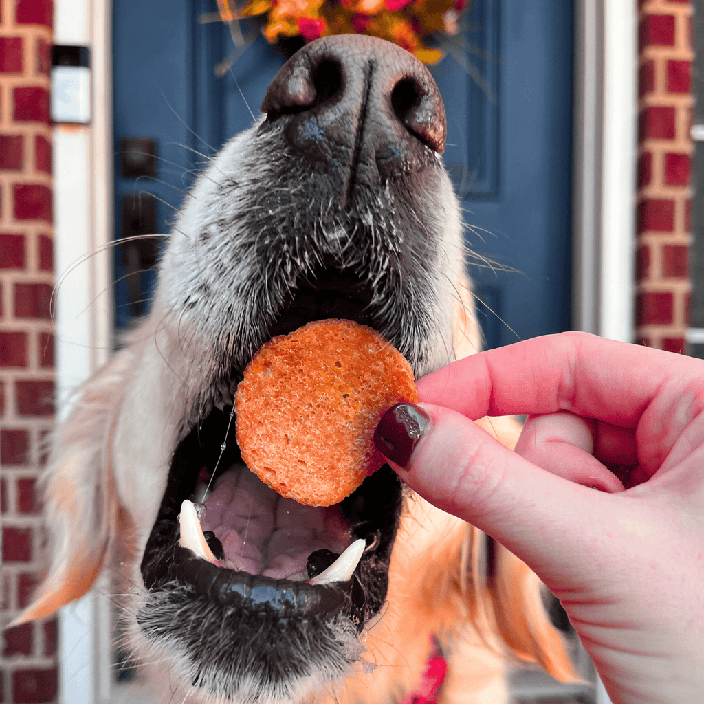 Dog with its mouth open beside Farm to Pet Turkey Feast Chips, a 12 oz bag of turkey treats