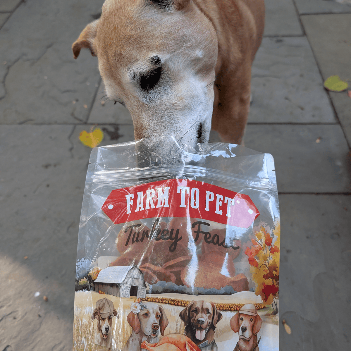 Farm to Pet Turkey Feast Chips shown as a feast for dogs, single-ingredient turkey breast treats