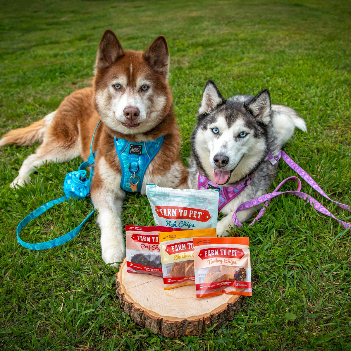 Walleye Fish Chips training treats from the Farm to Pet Puppy Packs, 8 calories per chip