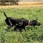 Waterproof Hoss Straps Field Collar with a 1 1/16 inch strap for necks up to 22 inches