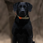 No-slip, no-stretch Hoss Straps Field Collar that will not rot or hold odor