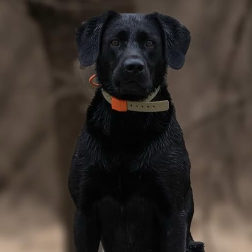 No-slip, no-stretch Hoss Straps Field Collar that will not rot or hold odor