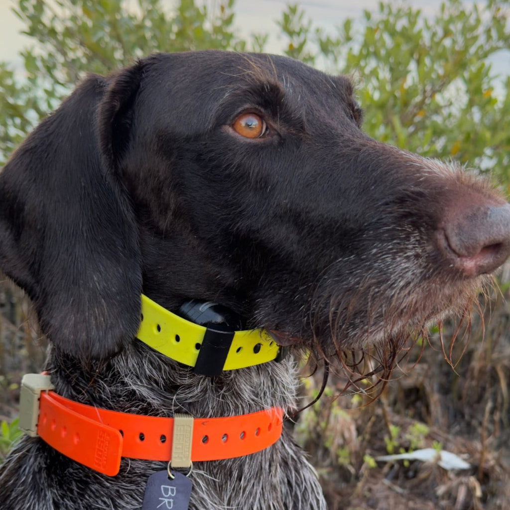 Hoss Straps Field Collar that goes on in seconds and comes off just as fast