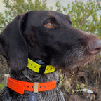 Hoss Straps Field Collar that goes on in seconds and comes off just as fast