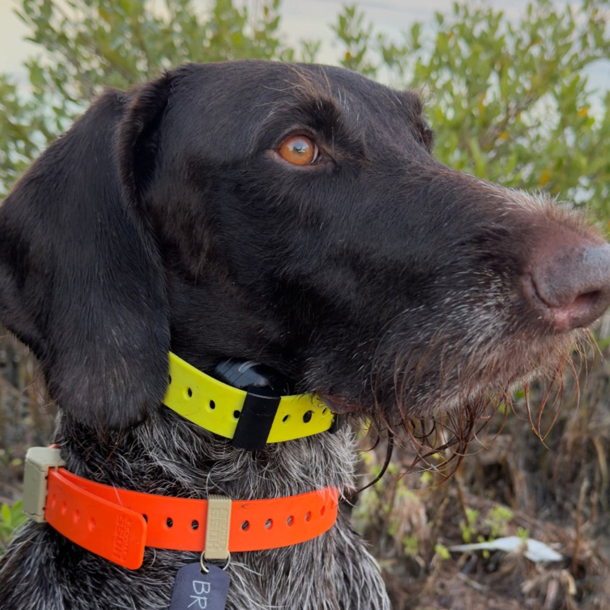 Hoss Straps Field Collar that goes on in seconds and comes off just as fast