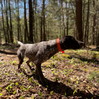 Hoss Straps Field Collar, compatible with Tractive GPS trackers per Hoss Straps
