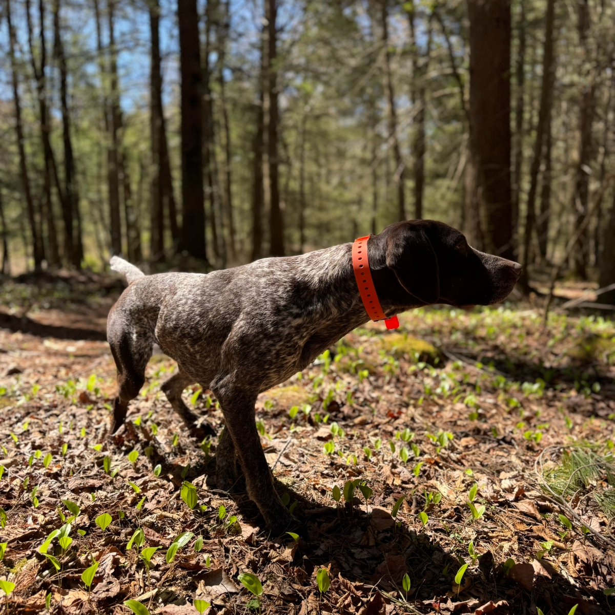Hoss Straps Field Collar, compatible with Tractive GPS trackers per Hoss Straps