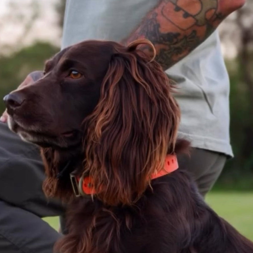 Hoss Straps Field Collar, a rugged waterproof dog collar built for hunting and working dogs