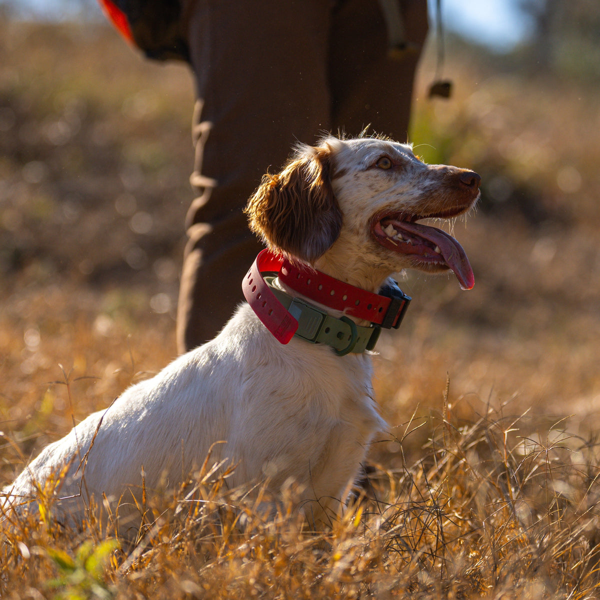 Hoss Straps Training Collar Setup built for training dogs in water, mud and brush