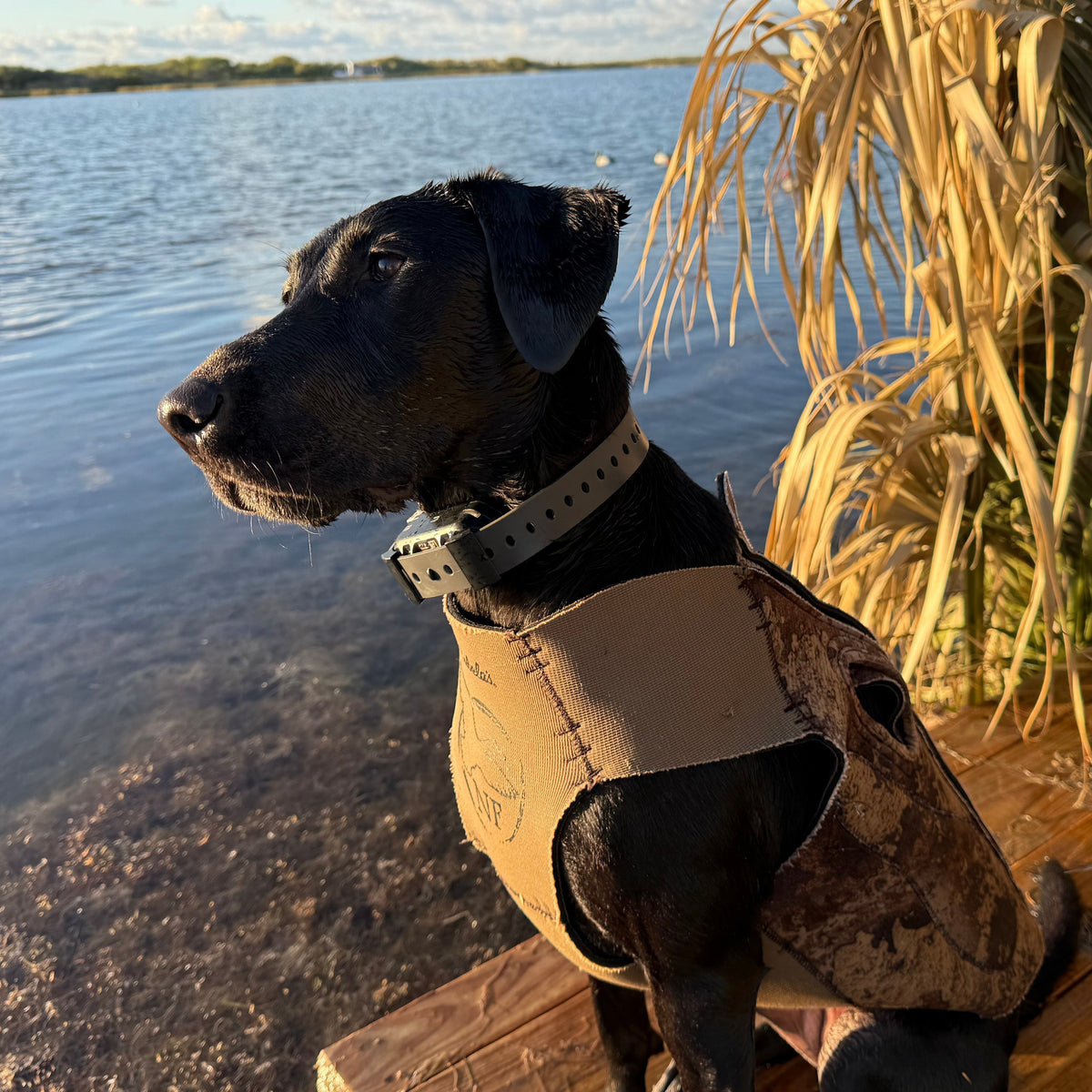 Hoss Straps Training Collar Setup for fast swaps between dogs on busy training days
