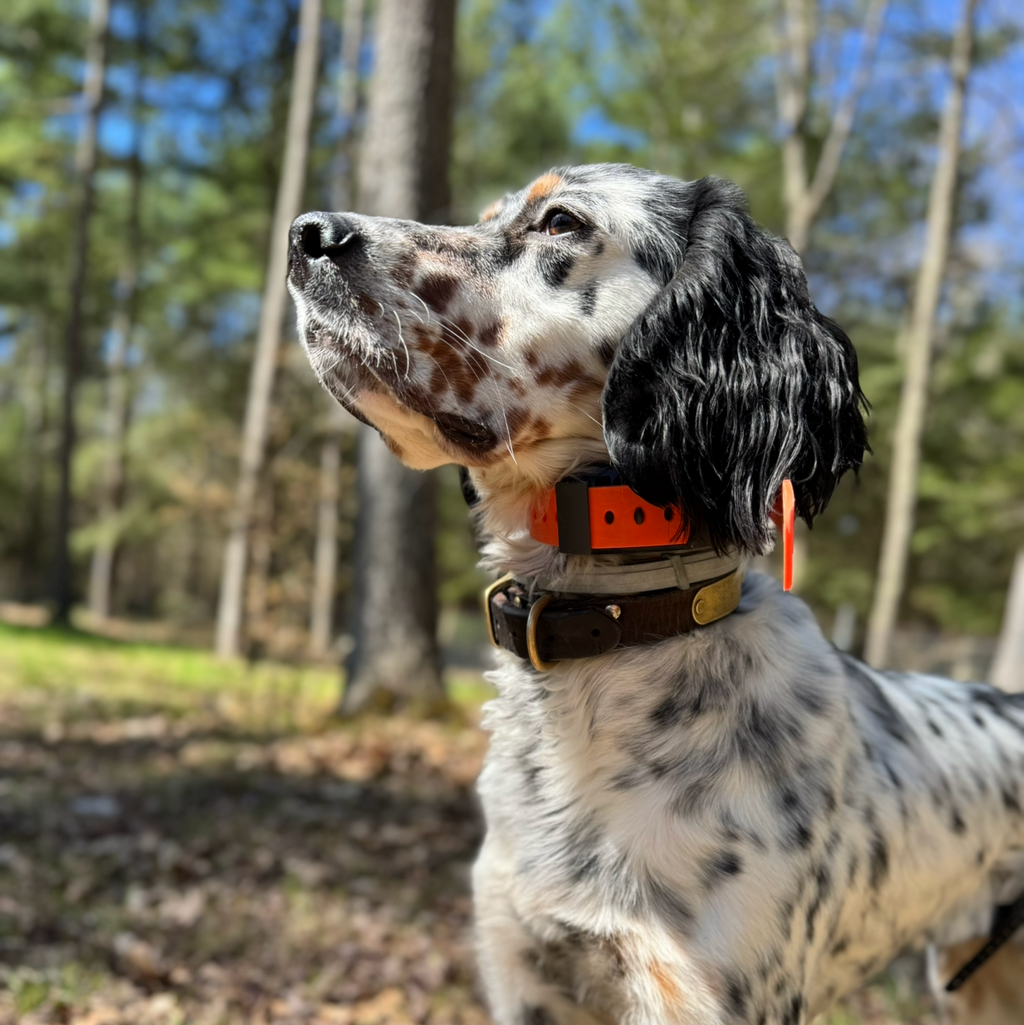 Hoss Straps Training Collar Setup with on-dog adjustment for consistent contact