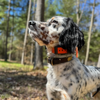 Hoss Straps Training Collar Setup with on-dog adjustment for consistent contact